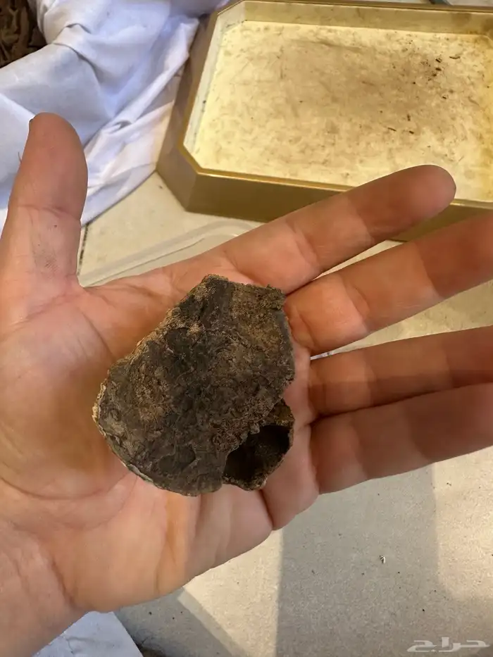 عود سيلاني قديم غابة ادمز ( تم البيع ) 6