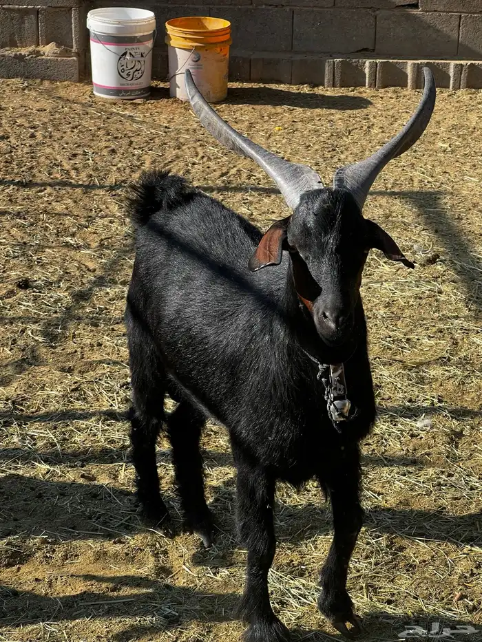 تيس فحل ادغس كفو وصنف طيب جدا 1