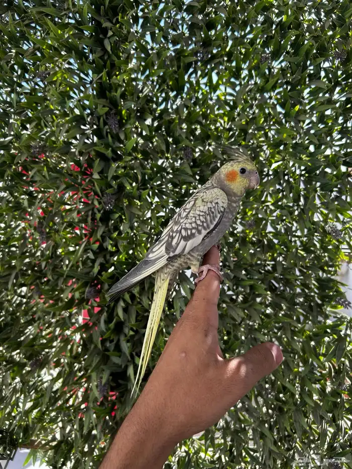 فرخ كروان اليف و هدد داخلي 2