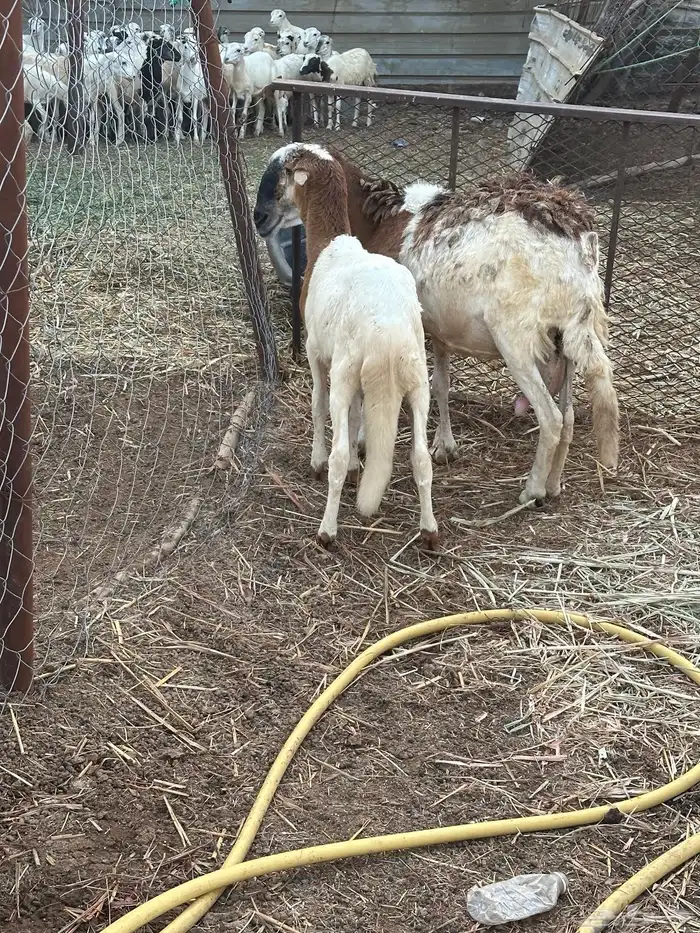 نعجه سواكني تبعها خروف 3