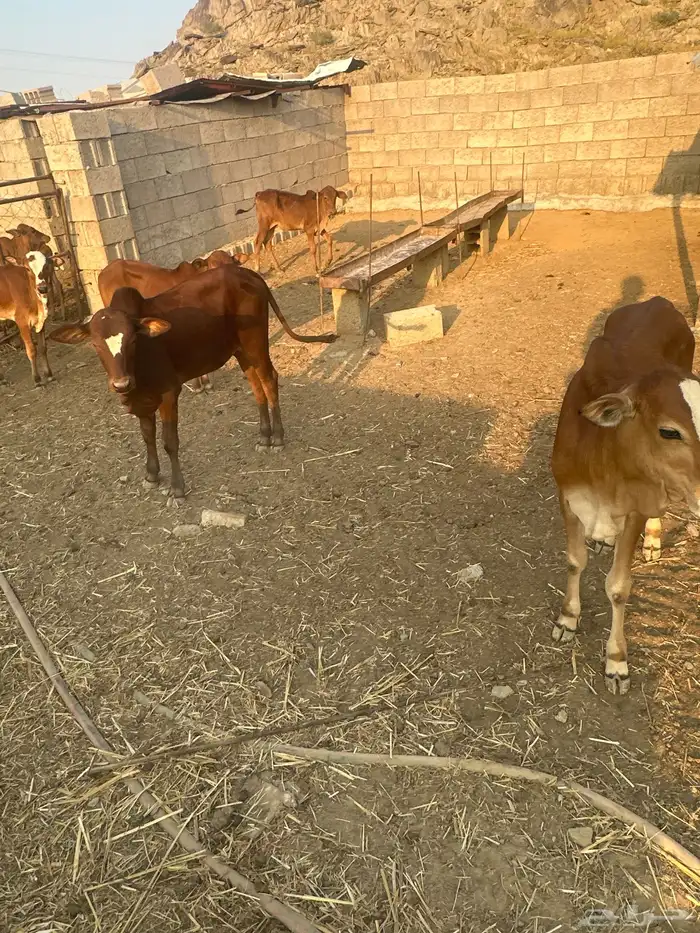 للبيع حسلان تربيه 1