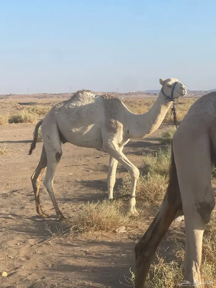 قعدان للبيع سبب البيع معزل من الميدان 5