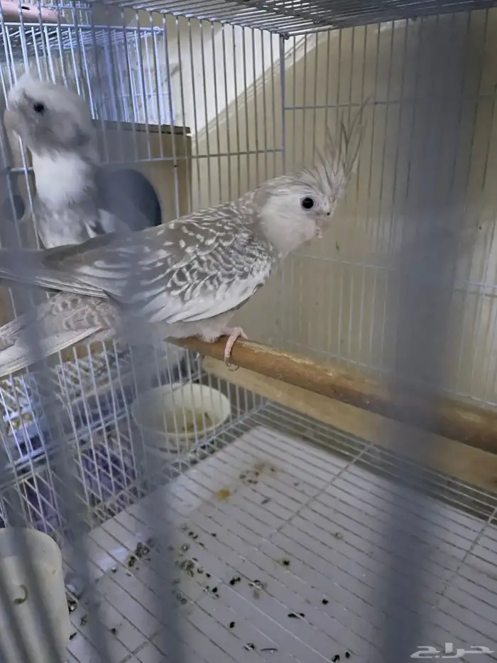 جوز كروان هولندي 1