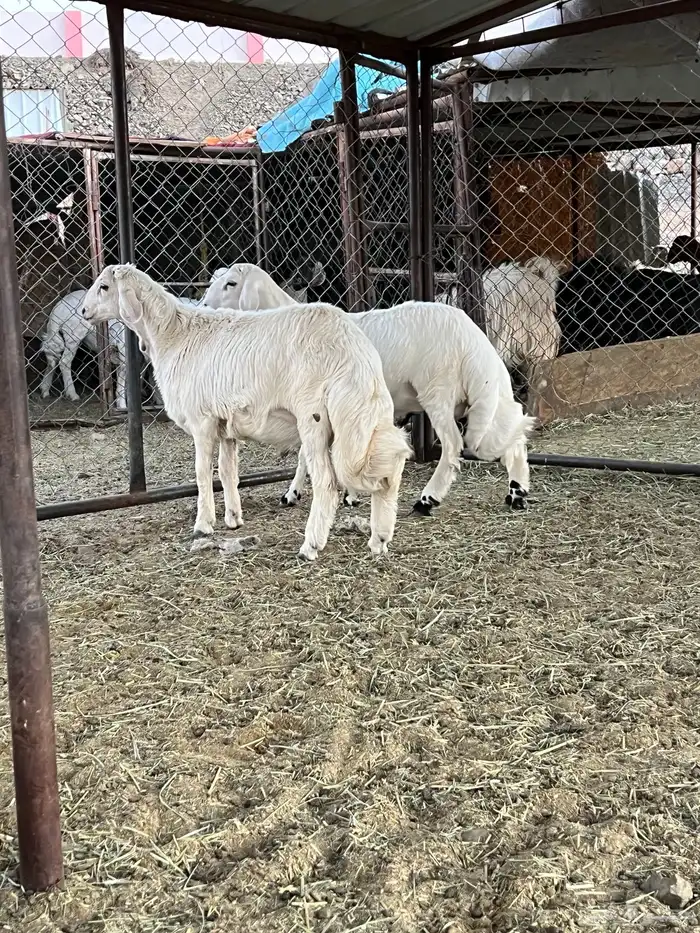 خروفين كفو كفو 5