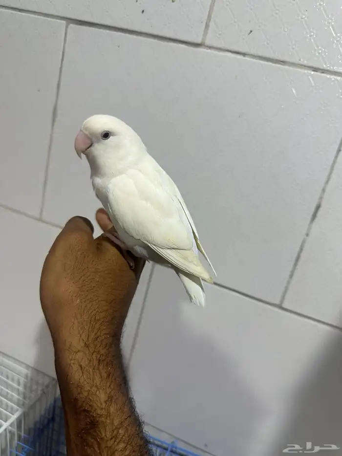 روز اناثي اليفه وشرط منتجه 3