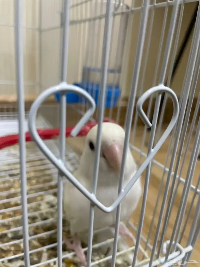 روز البينو اليف متكلم 0