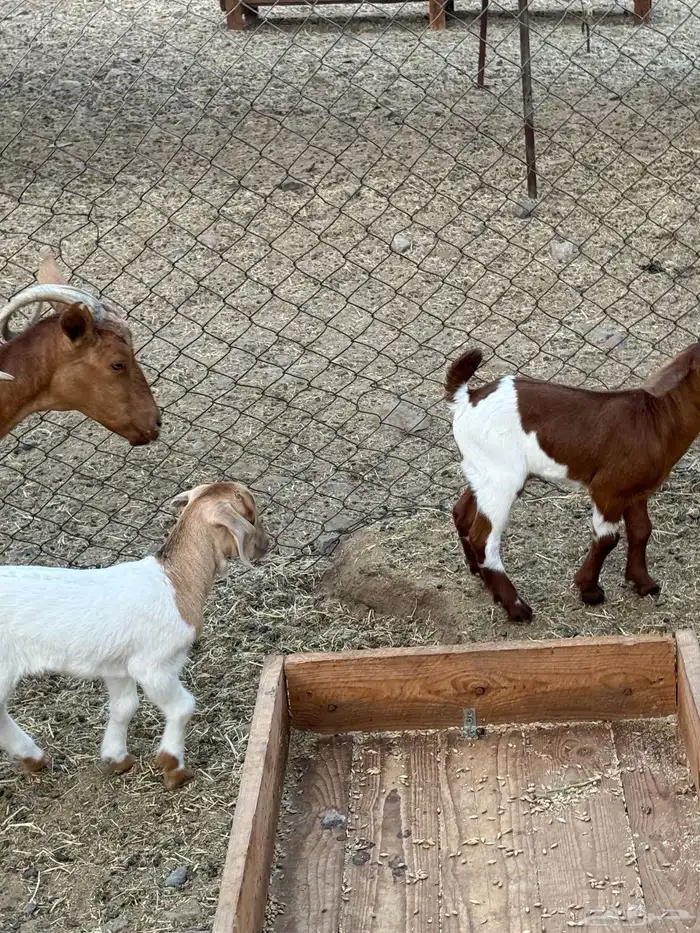 عنز محايليه متوم 1