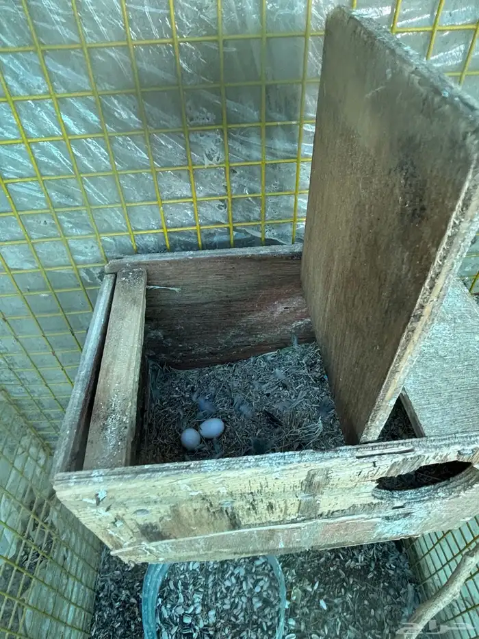 زوج فيشر هولندي 0