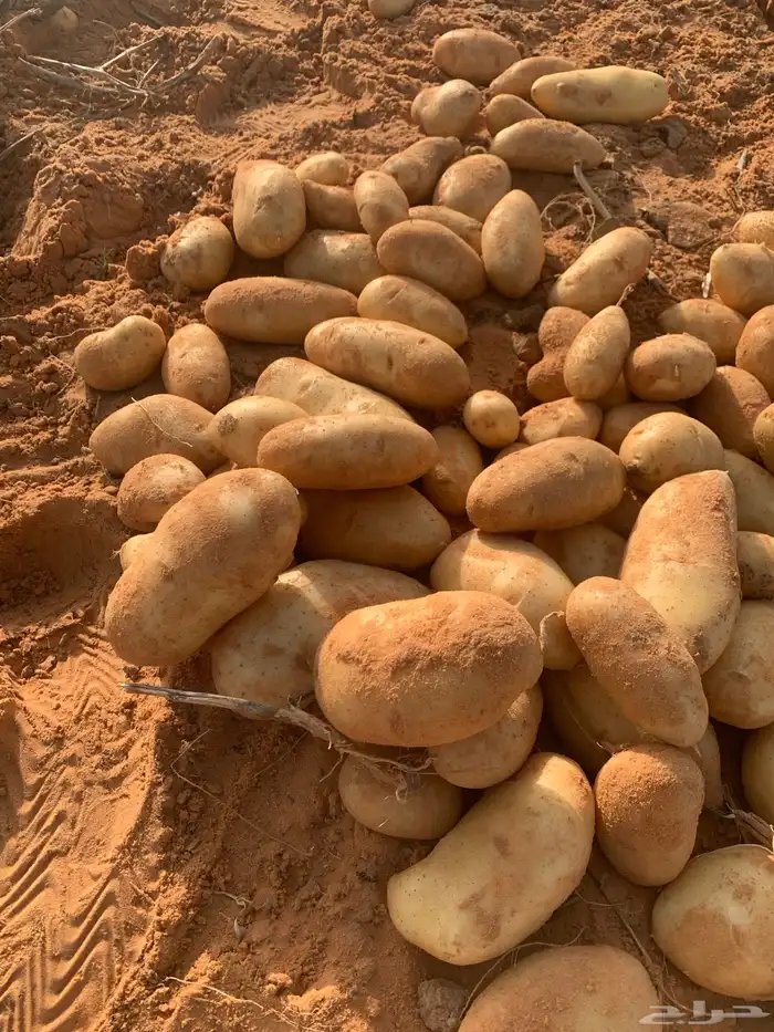 بطاطس 3