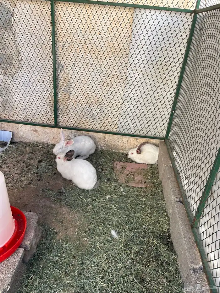 ارانب فرنسيه جروم كبار ومصريه العدد جميع 6 بدون العيال 4