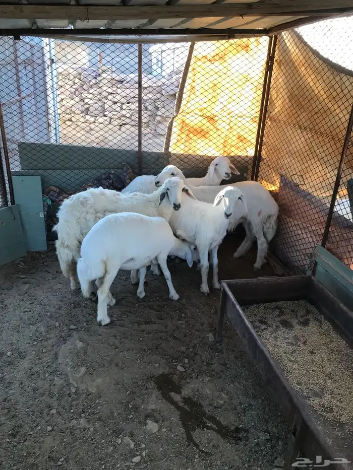 رخال 5للبيع انظاف من ولامراض 3