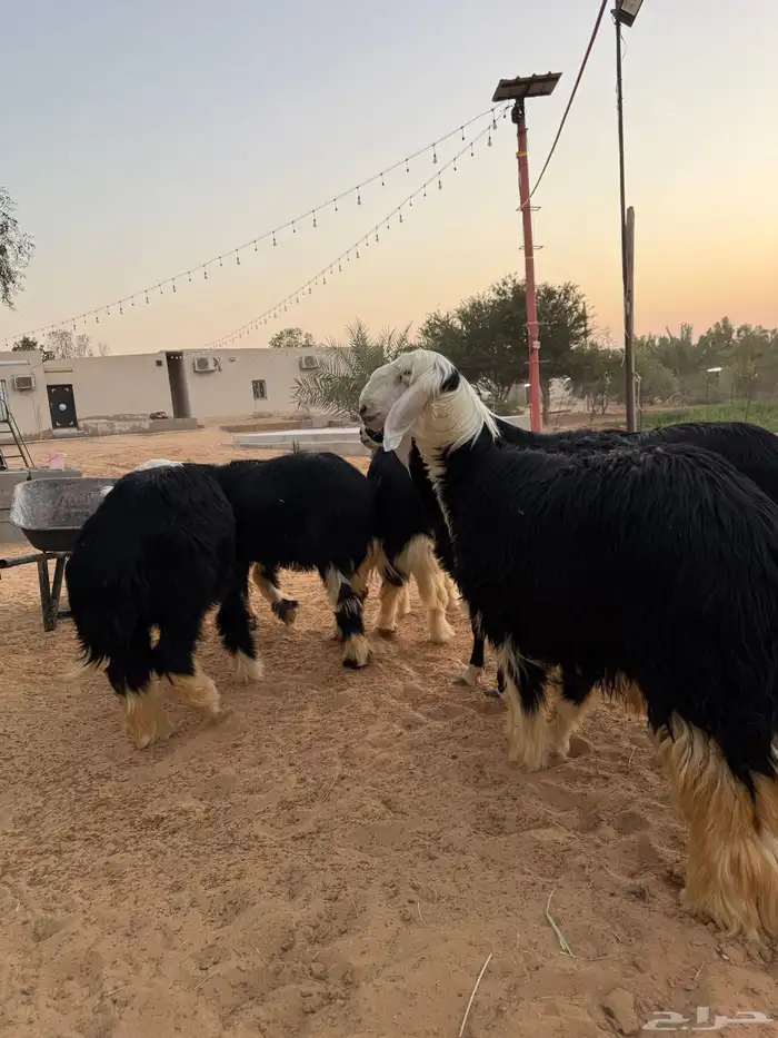 طليان نجدي طيبات ومغلقات 5