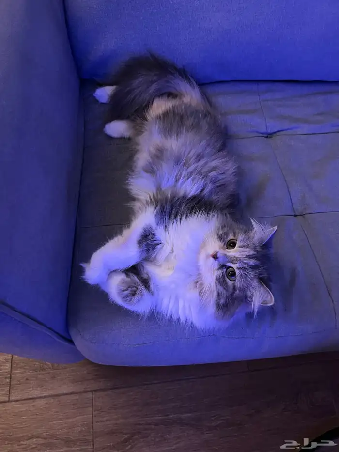 قطه انثى للتبني برسوم 2