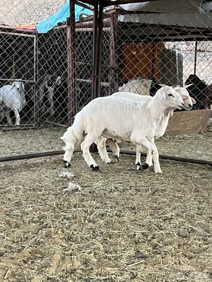 خروفين كفو كفو 6