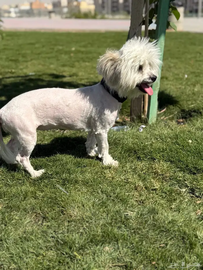 كلب مالتيز للبيع 3