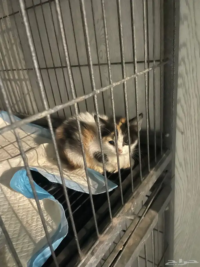 قطط صغيرة جميلة للتبني 1