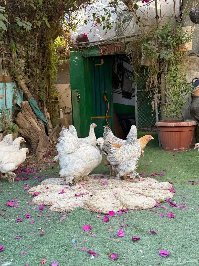 دجاج براهما 11