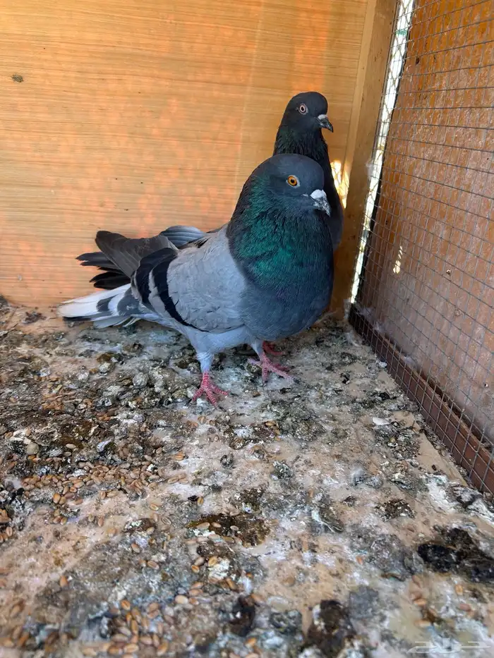 جوز سكاي كتر بطل 2