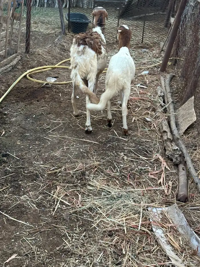 نعجه سواكني تبعها خروف 2