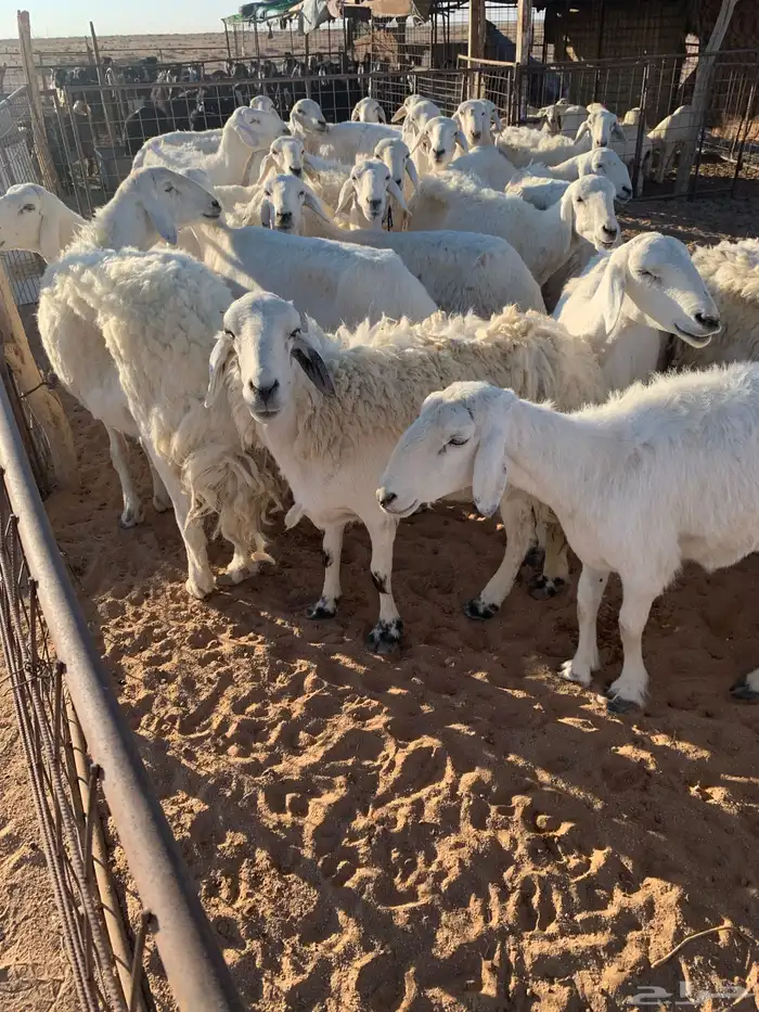 حريات عددها حوالي 30 مع الفحل معها بهم 15 0