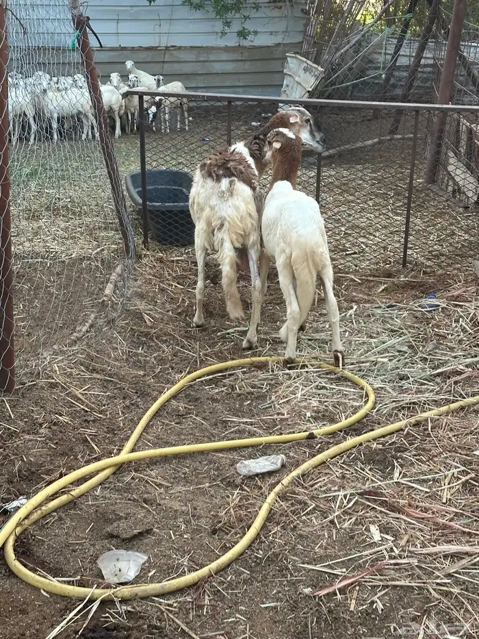 نعجه سواكني تبعها خروف 1