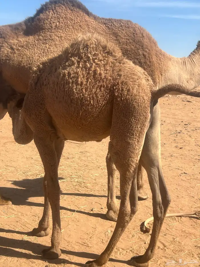 قعود لباني تحت امه 2