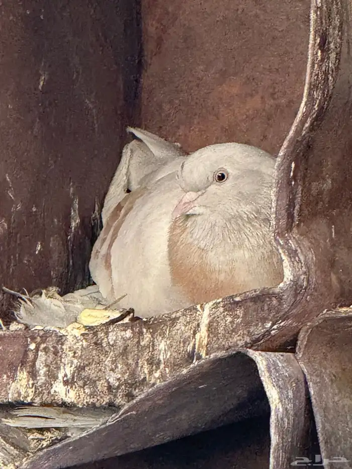 حمام تركي و بكستاني و صفاق 4