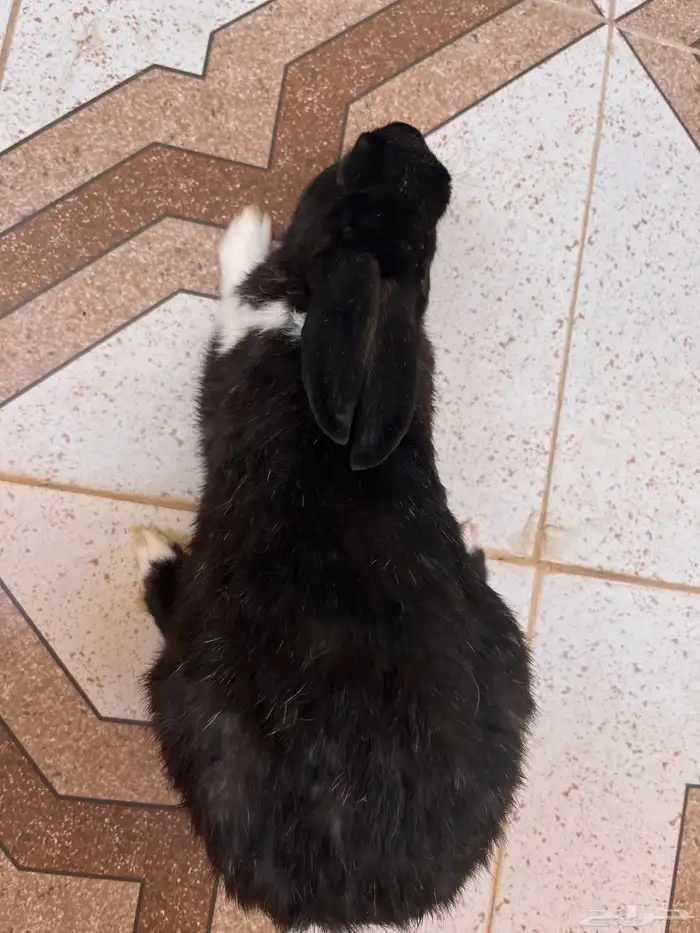 ارنب بلديه 3