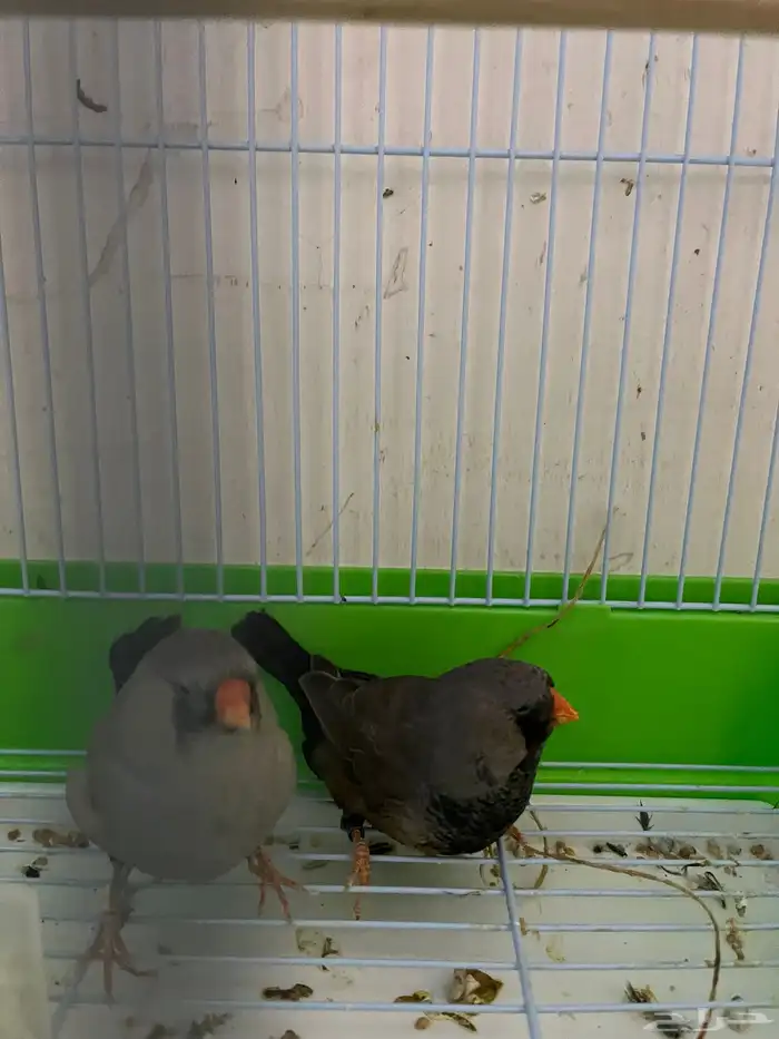 جوز زيبرا شاركول 2