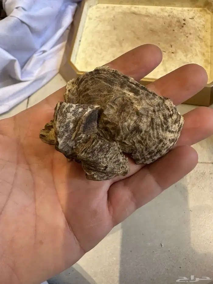 عود سيلاني قديم غابة ادمز ( تم البيع ) 7