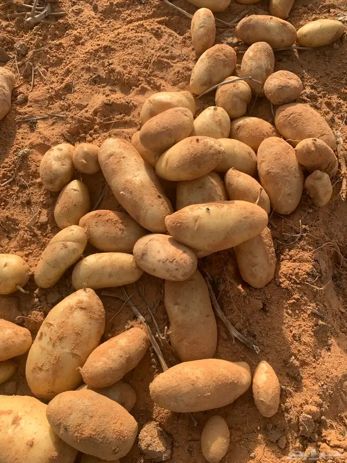 بطاطس 1