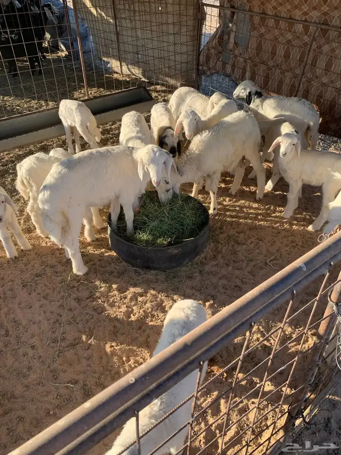 حريات عددها حوالي 30 مع الفحل معها بهم 15 5