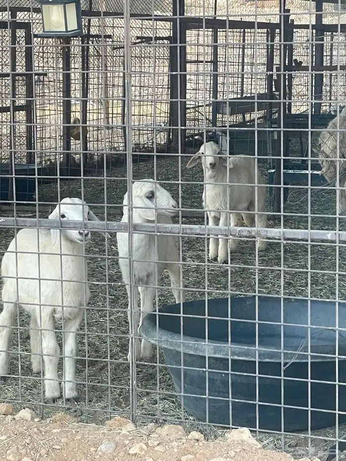 3 خرفان حريات هرافا 0