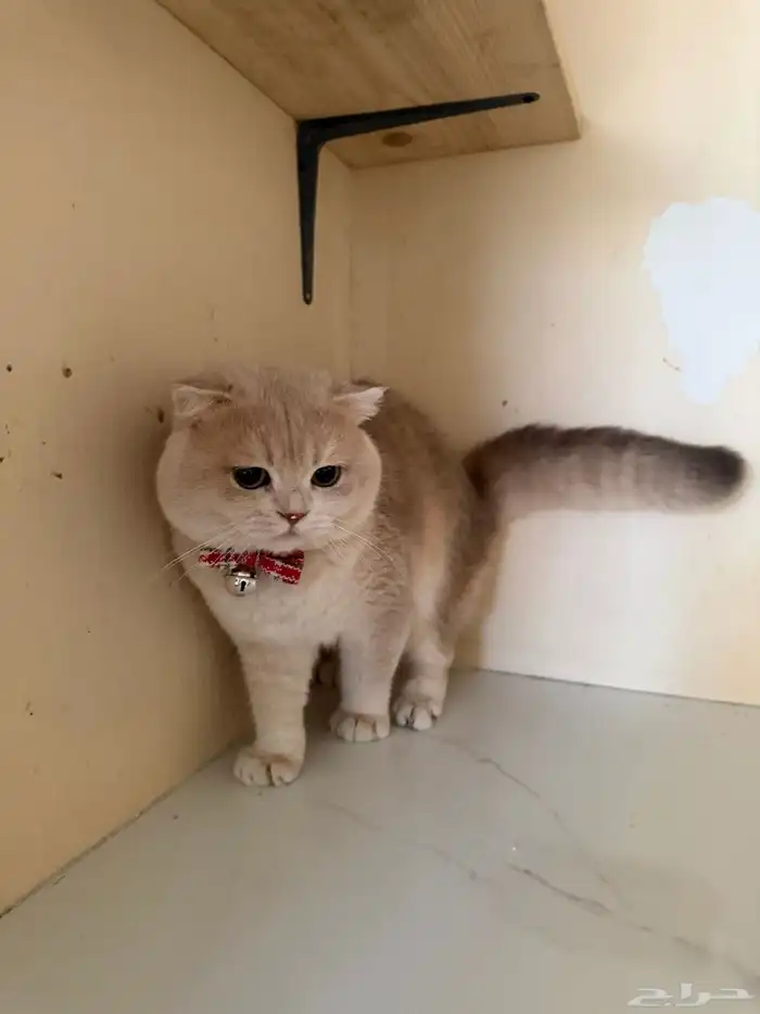 سكوتش للبيع فولد مستورد عمر سنه تابي تمارا 12 قسط 486 القسط 9