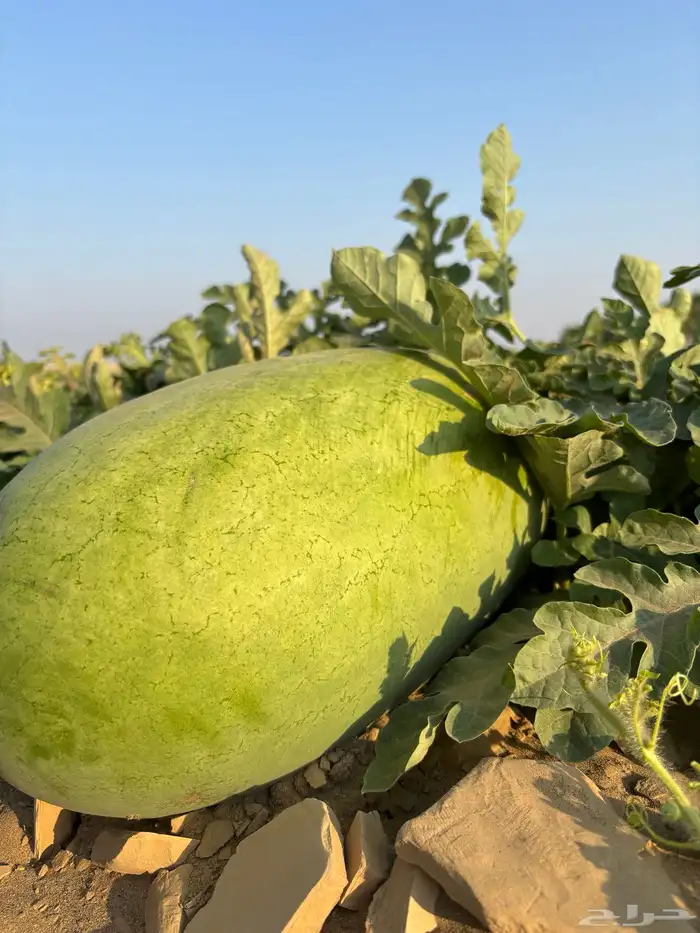 دوقه جنوب الليث 1