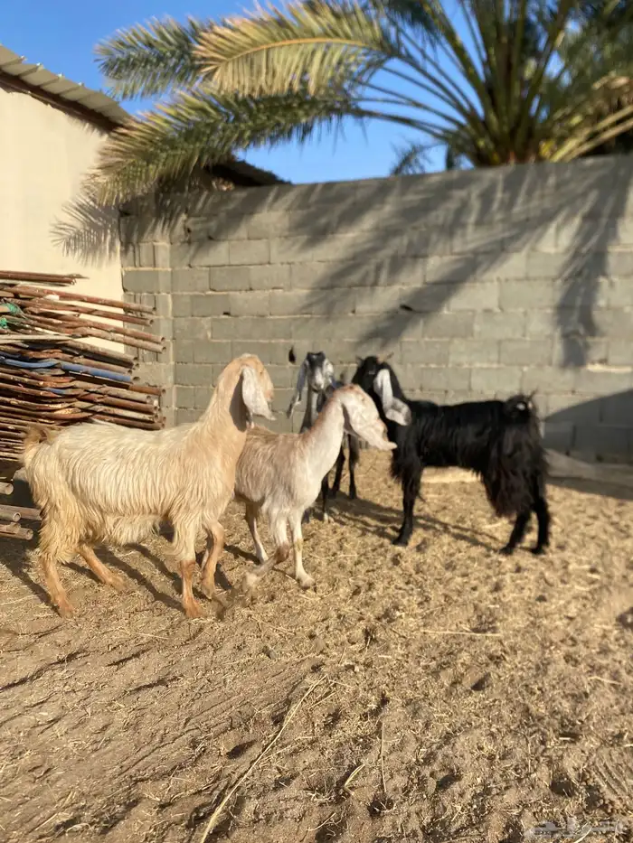 معزاء 4 للبيع 1