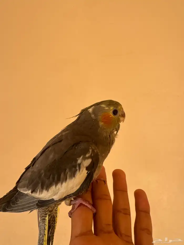 للبيع كروان بكستاني نهاية غر هداد خارجي دخالي نشبههه 0