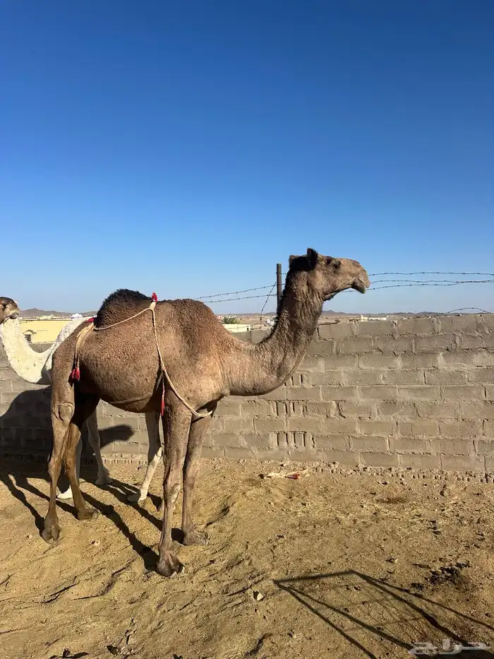 ابل ثلاث لبيع 8