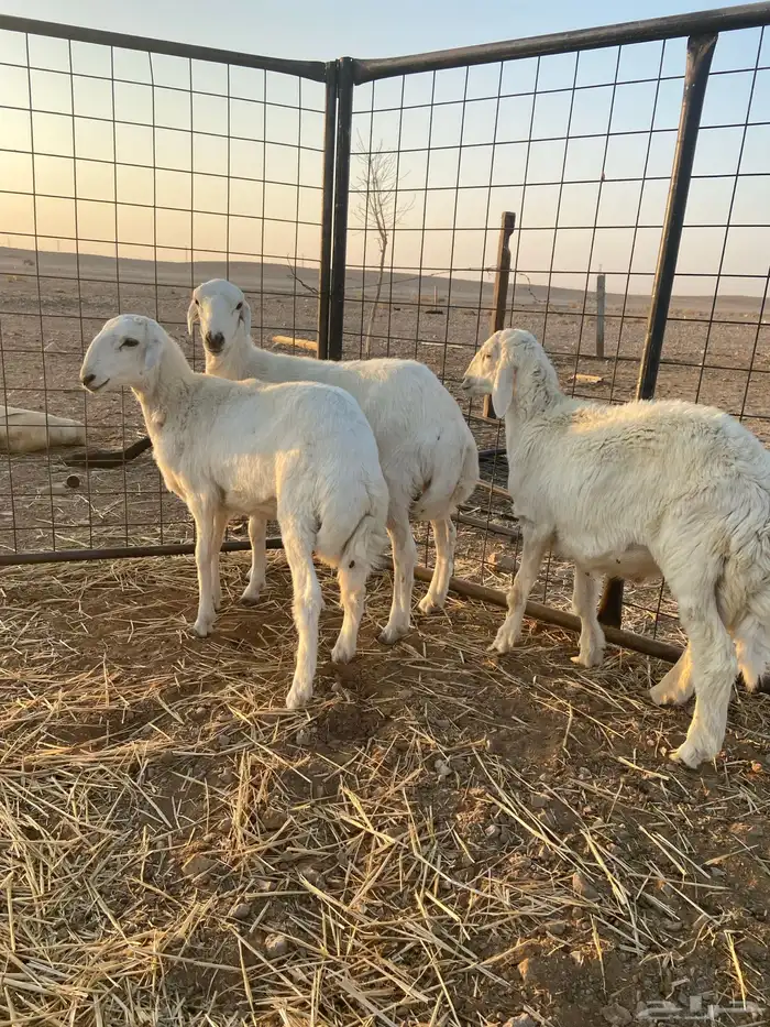 طليان حريه 0