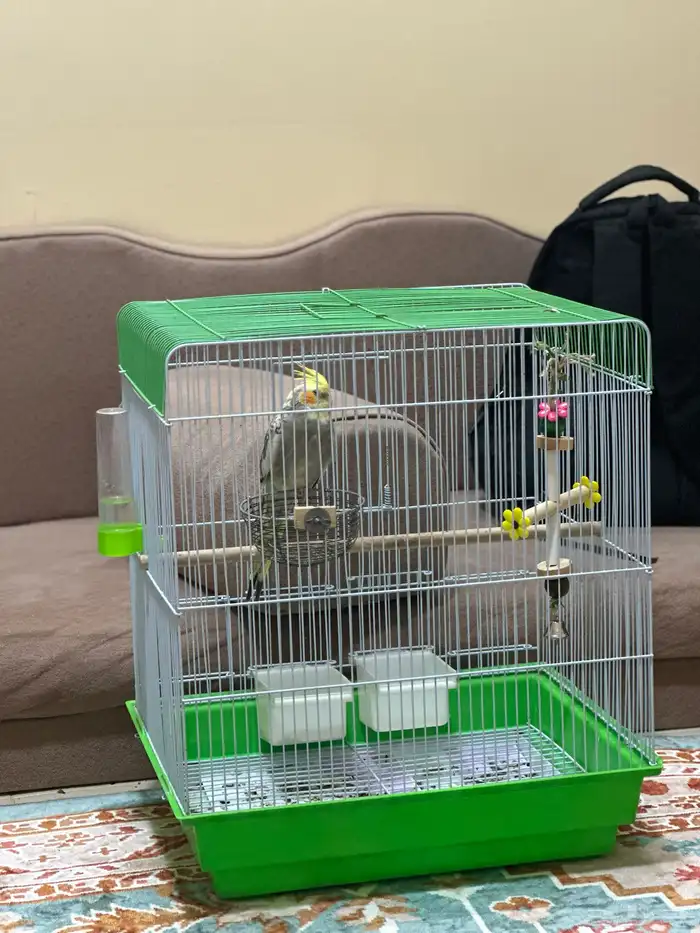 كروان بصحه ممتازه و سعر رمزي 1