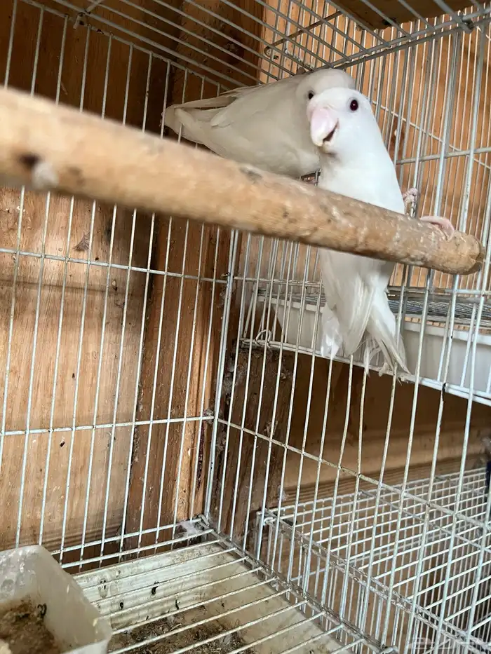 جوز روز البينو بعيون حمر 1