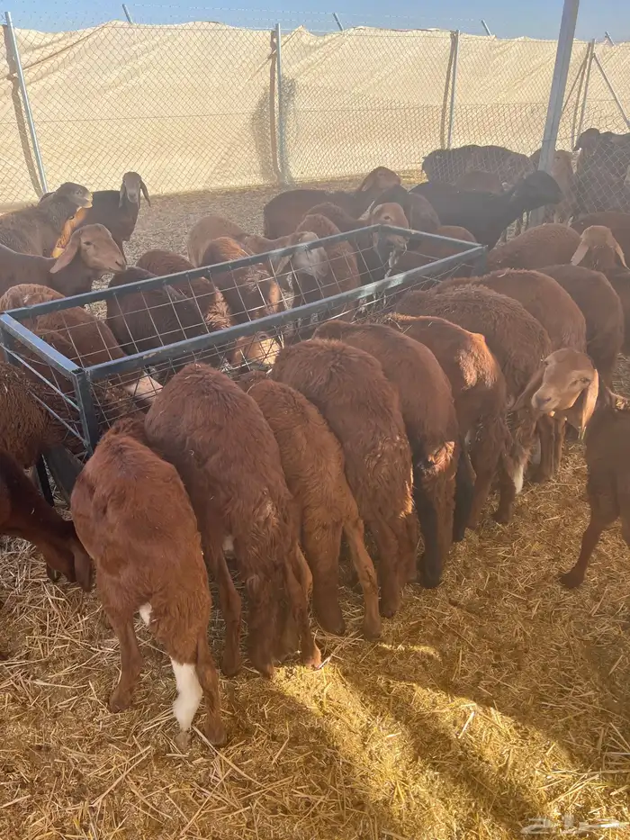 خرفان سواكني حمري 50 رأس للبيع كامل 2