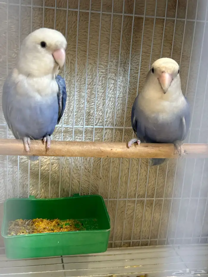 جوز روز منتج 0