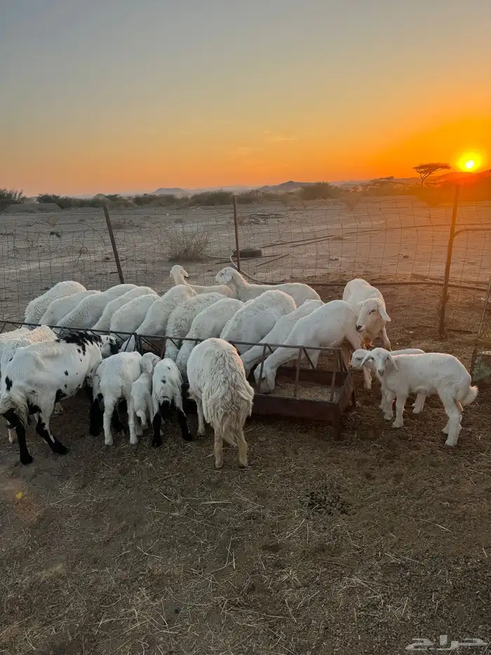 ضان خلفات ومضاريع 20 راس 4