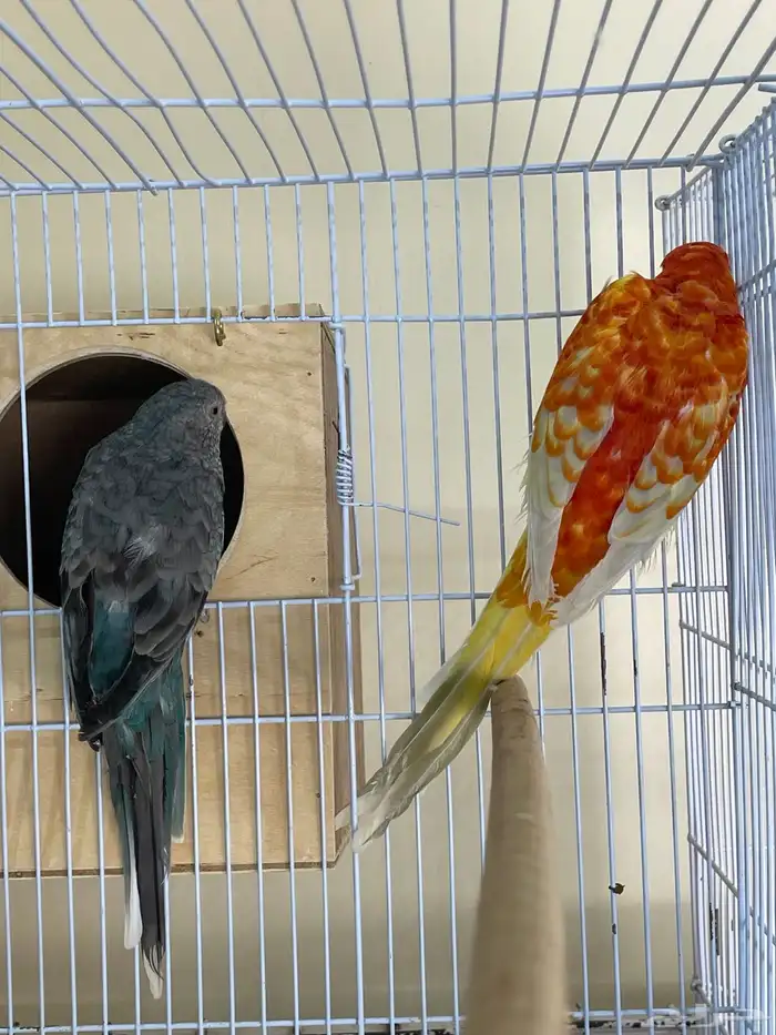 زوج براكيت منتج 0