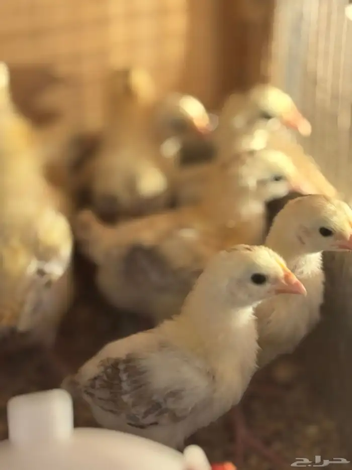 صوص بلدي فواتح 6