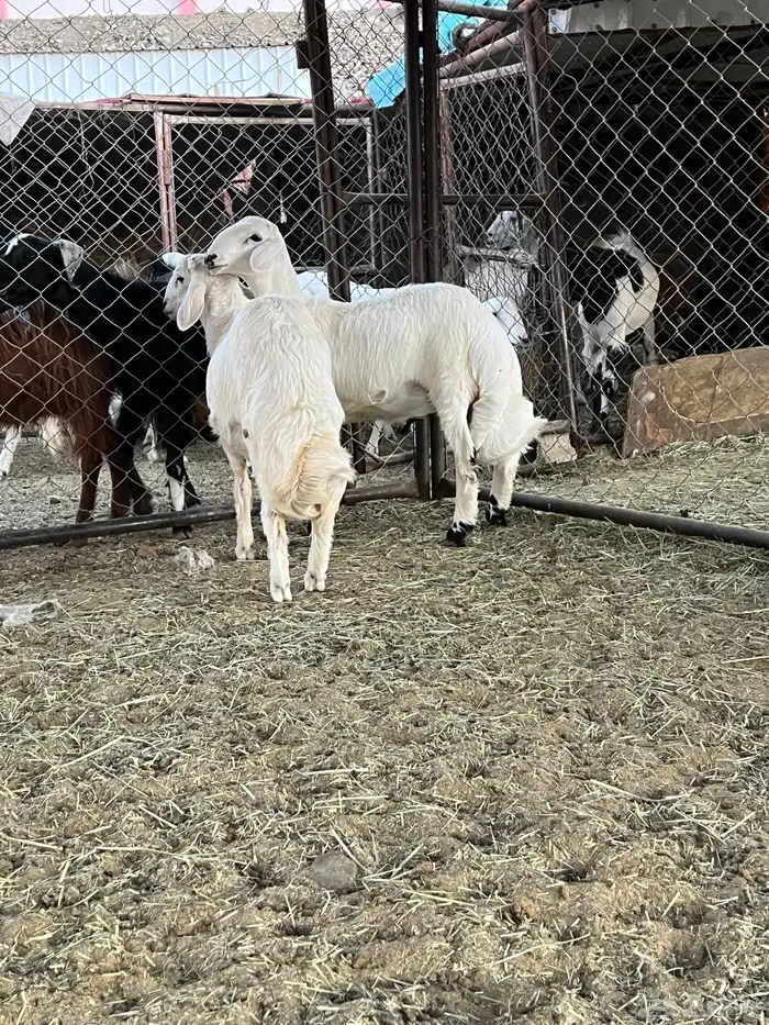 خروفين كفو كفو 1