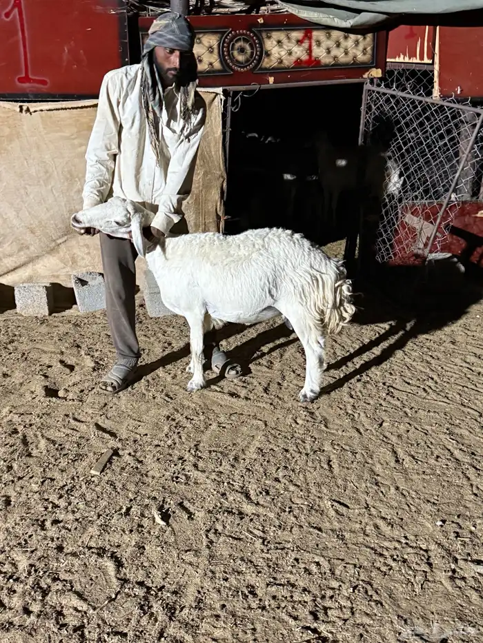 نعجه حايل ربع من مراحي تلاد عندي 1