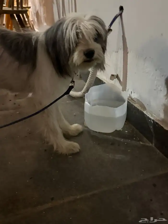 كلب شيواو انثى 5