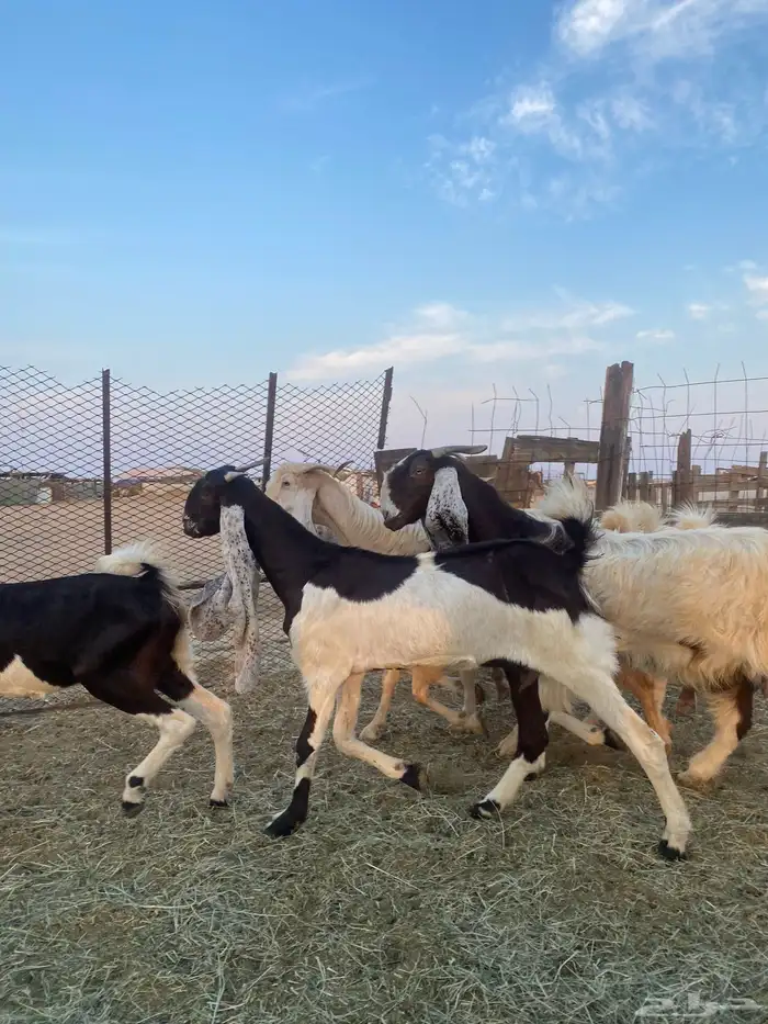 للبيع معزا مشاريك وهولنديه صنف الصنف 7